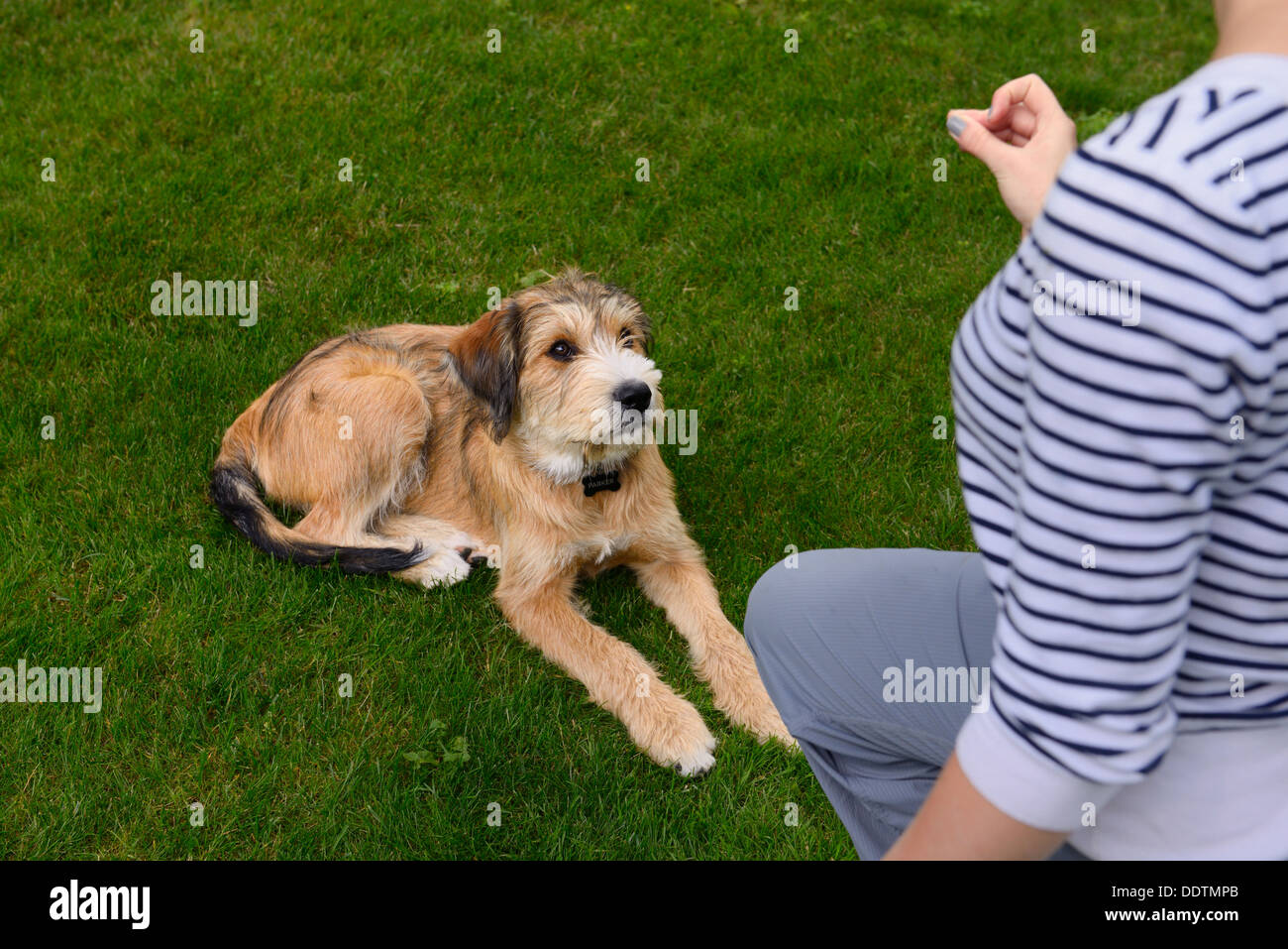 Joven cachorro está siendo entrenado por mujer a recostarse sobre la hierba de césped Foto de stock