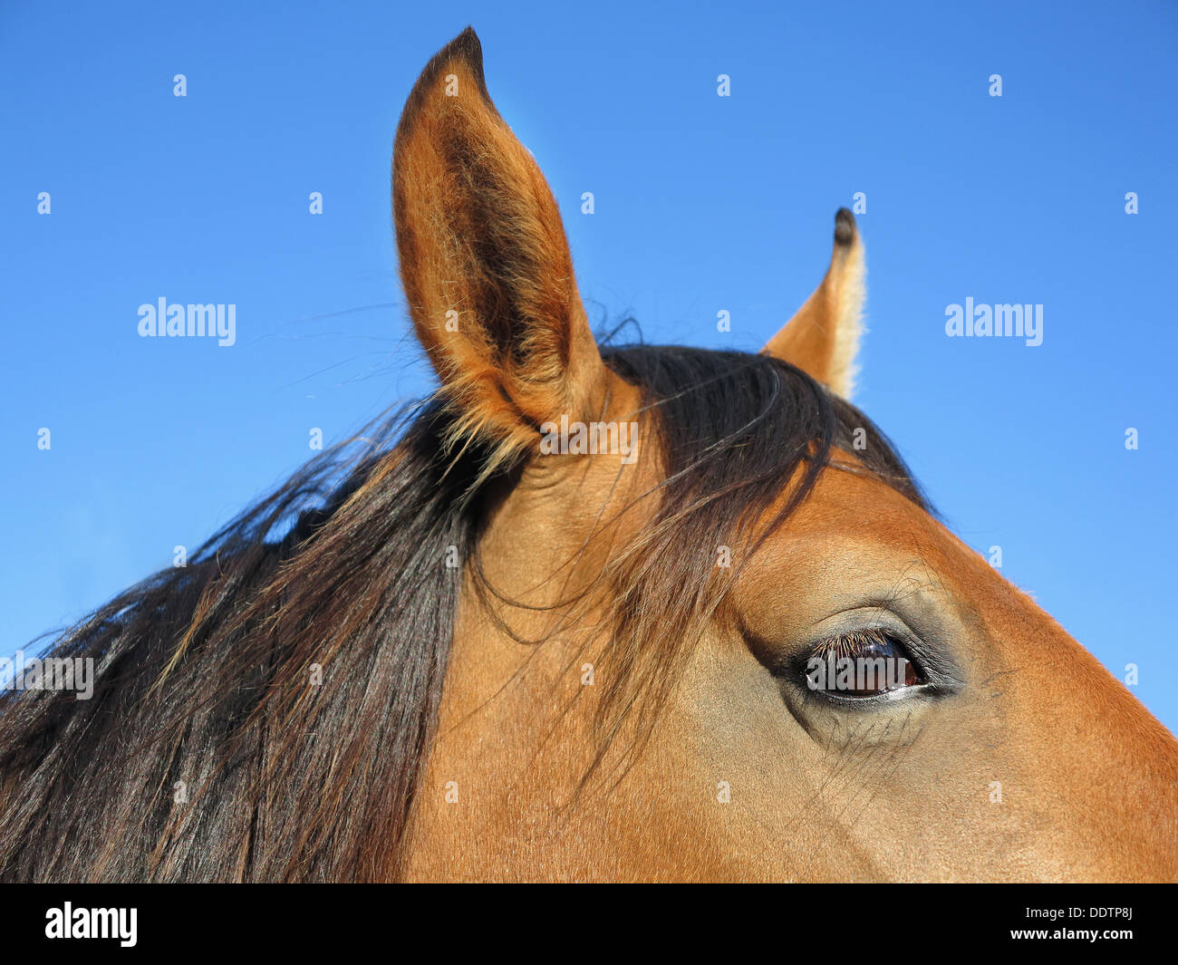 Cabeza de caballo marrón estrechamente en la pradera. Foto de stock