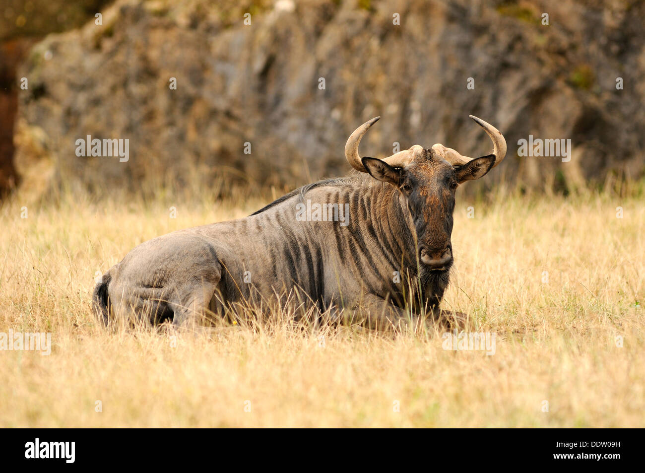 Retrato horizontal de Blue wildebeest, Connochaetes taurinus, tumbado en pradera Foto de stock