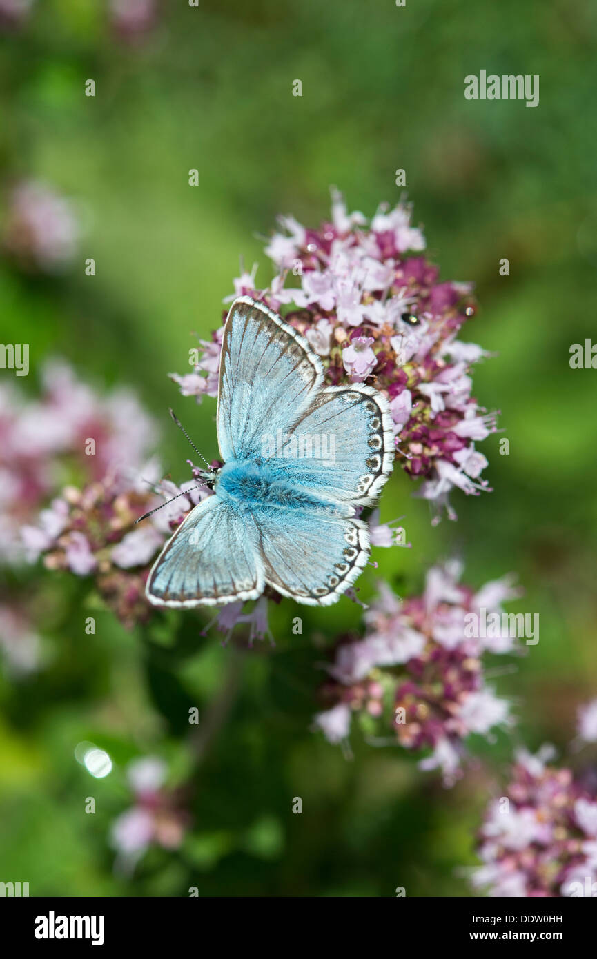 Chalkhill mariposa azul de mejorana salvaje Foto de stock