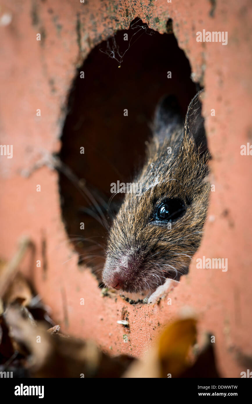 Ratón de madera ocultaba dentro de una casa de ladrillo Foto de stock