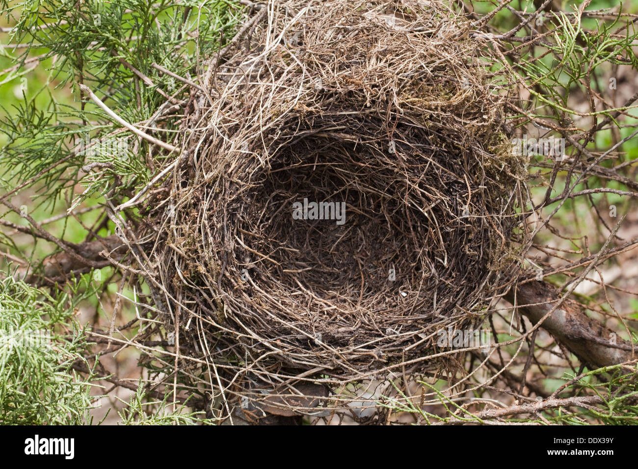 Mirlo (Turdus merula). Redundante, nido de la temporada anterior en el jardín Cupressus sp. árbol. Vista de pájaro. Foto de stock