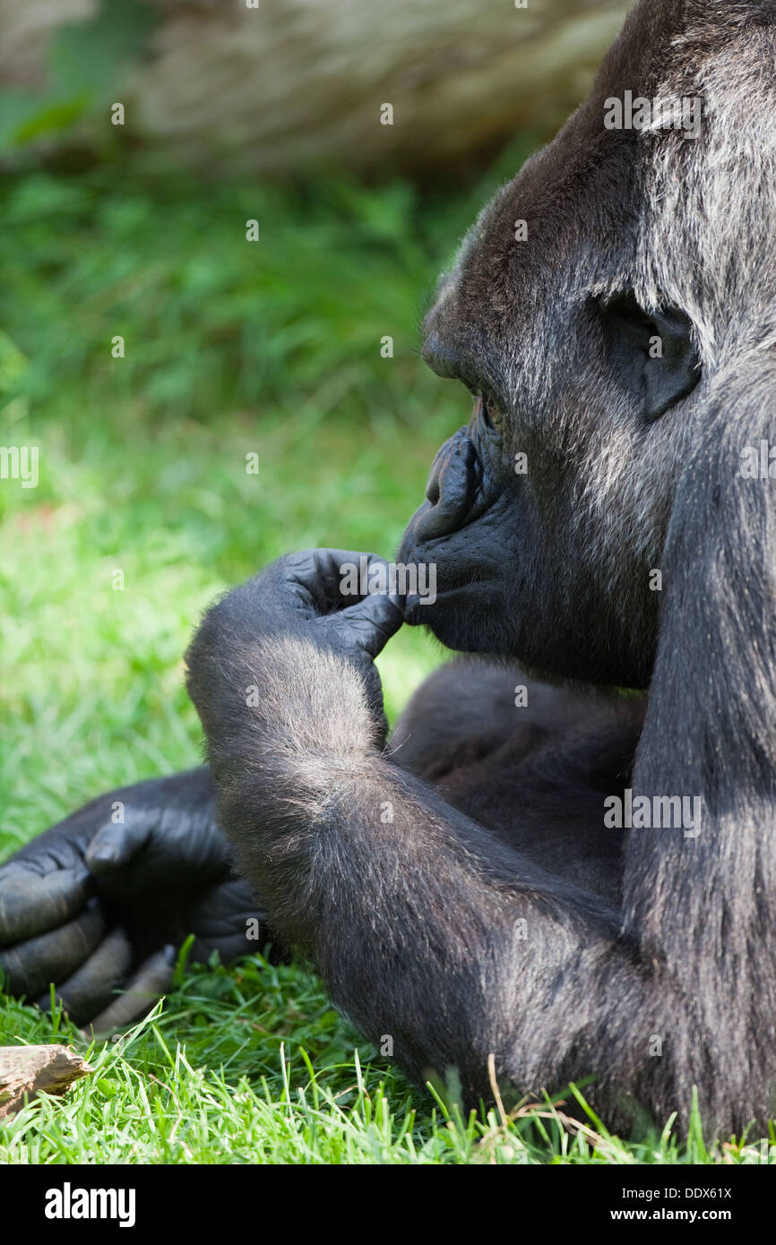 Gorila de las tierras bajas occidentales (Gorilla gorilla gorilla). Hembra. Para tener y sostener. Pulgar oponible. Durrell Wildlife Park, Jersey. Foto de stock