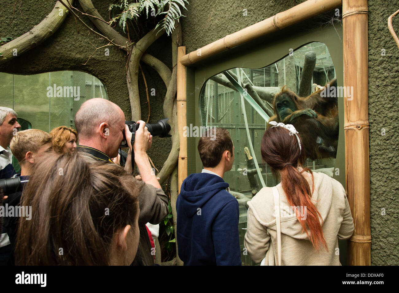 Viendo a la gente pasar y fotografiar un orangután en su recinto en el Zoológico de Chester, Foto de stock