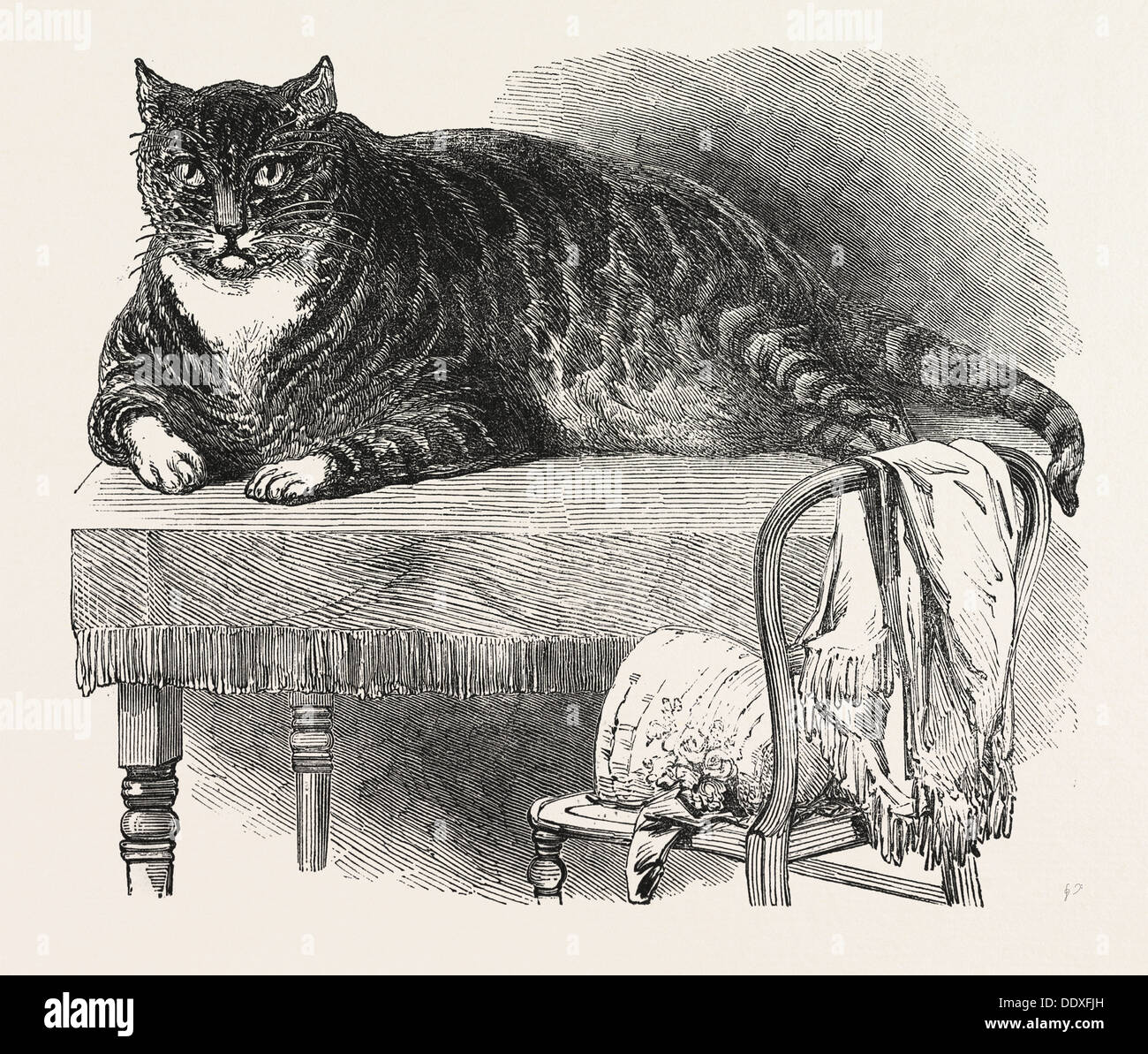 Gran Gato, 1850. Este noble ejemplar del gato es domesticados en el nº 175 de Oxford Street, Londres Foto de stock