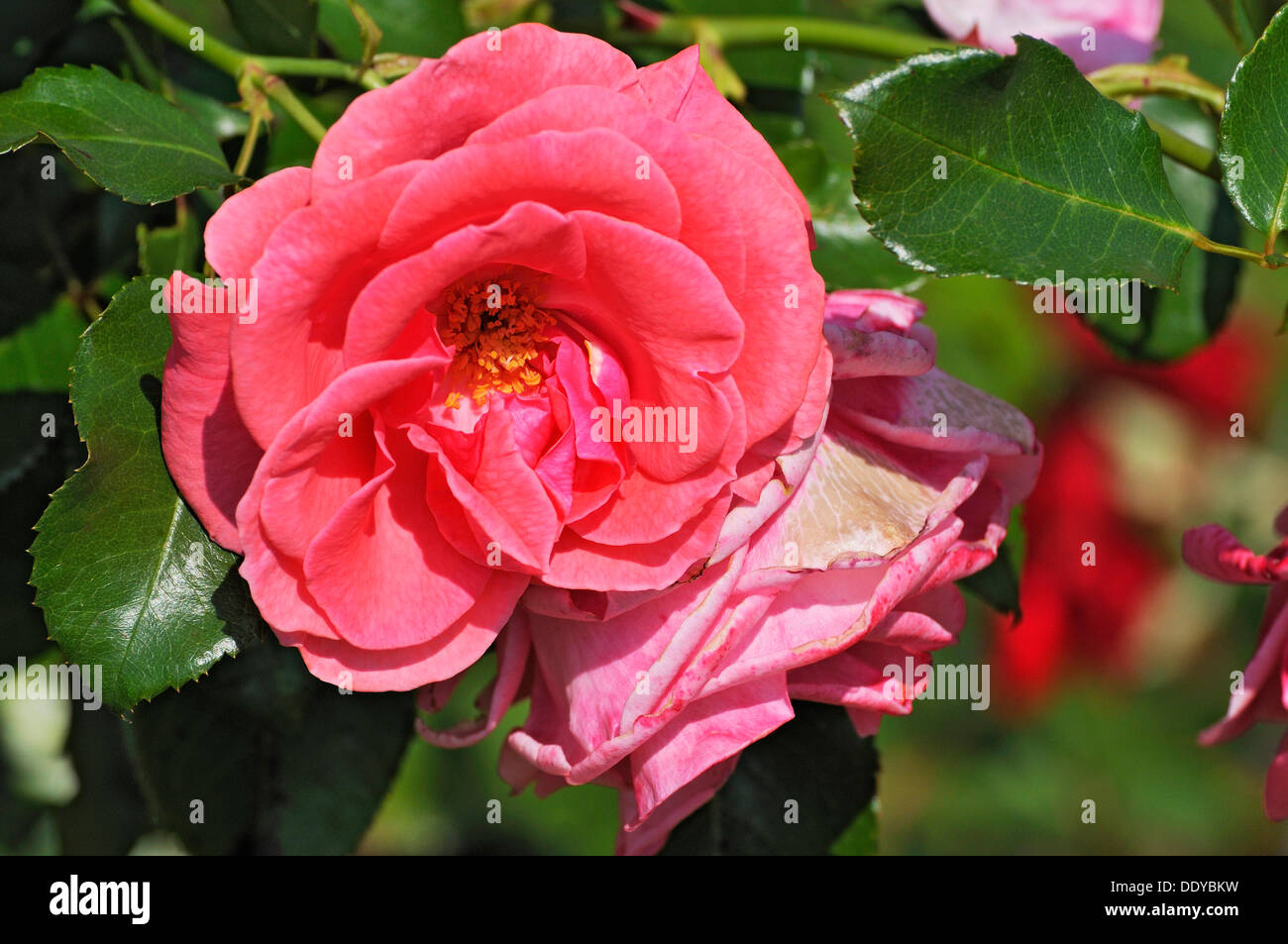 Rosas (Rosa) en el jardín, Dachau, Baviera Foto de stock