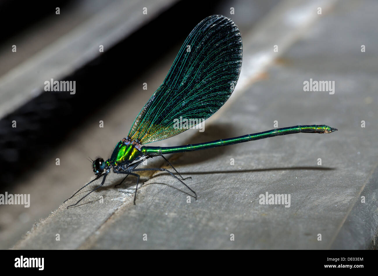 Macro Fotografía de una libélula con alas azul Foto de stock