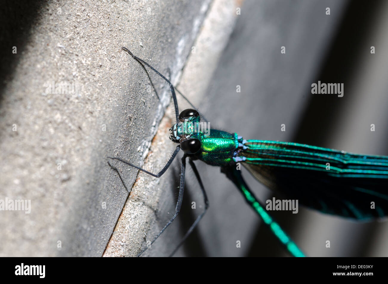 Macro Fotografía de una libélula con alas azul Foto de stock
