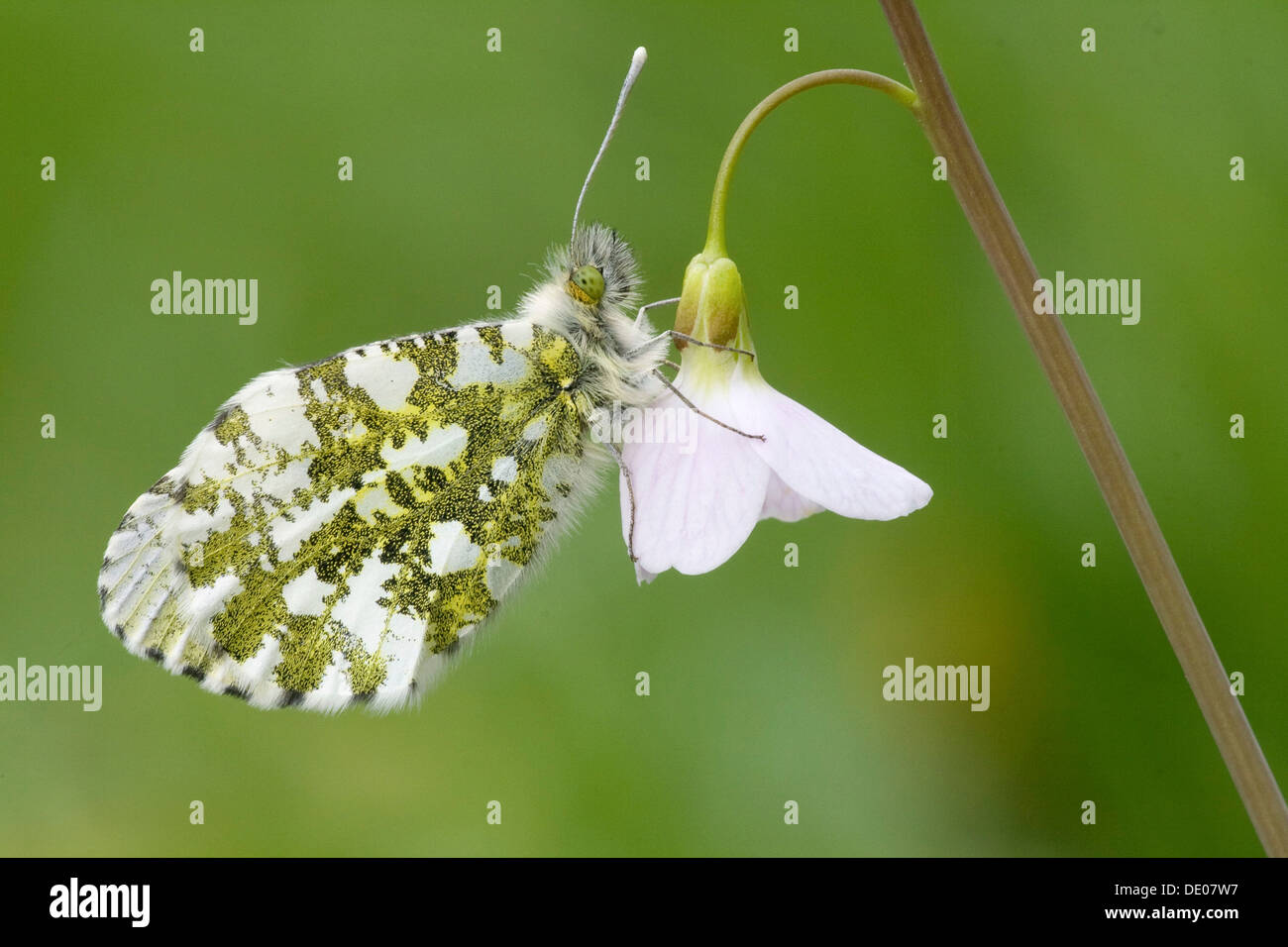 Naranja Anthocharis cardamines (TIP), sexo femenino, en flor o Cuco Lady's Smock (Cardamine pratensis) Foto de stock