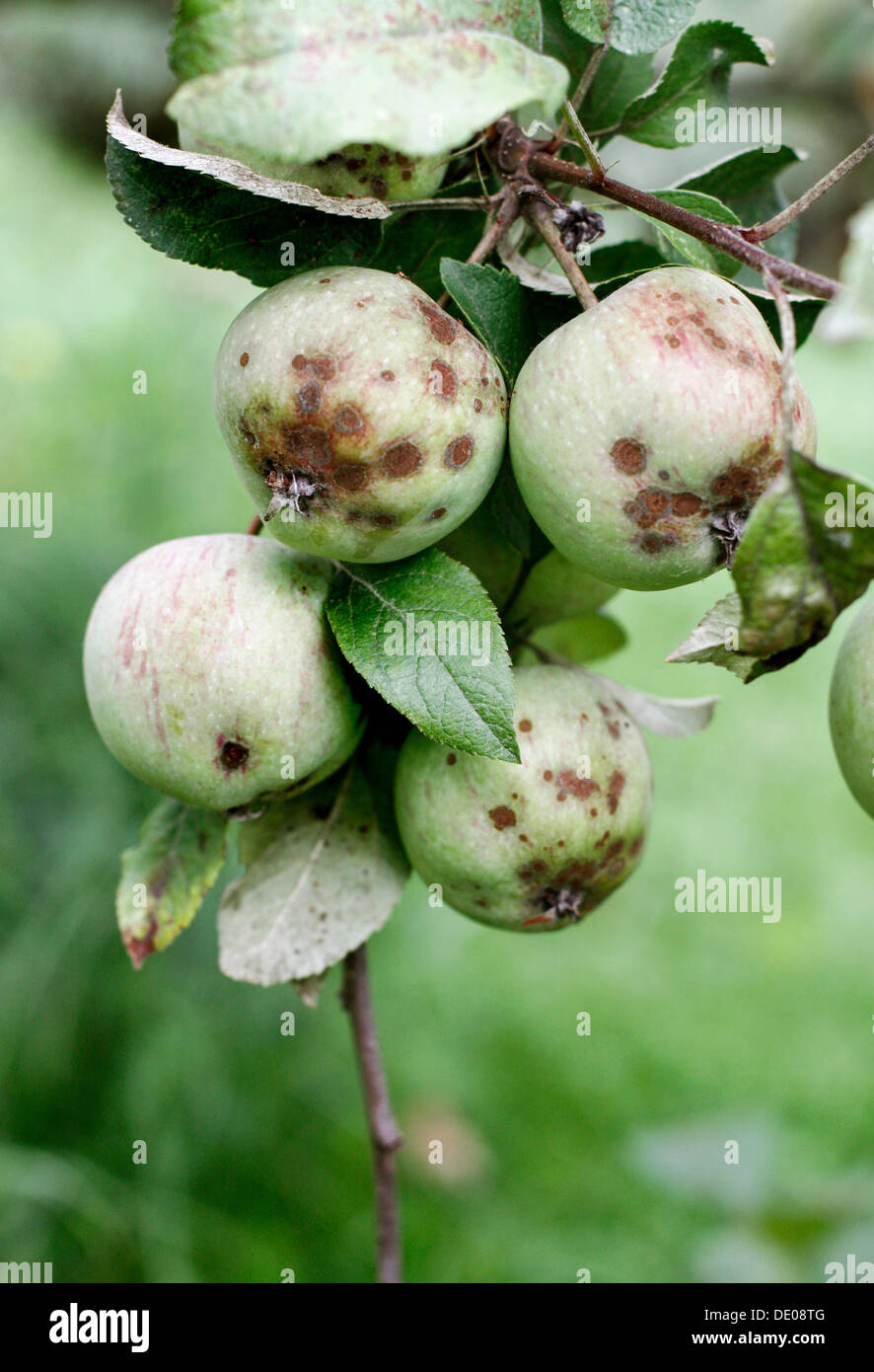Las manzanas infectadas con Apple scab disease (Venturia inaequalis) Foto de stock