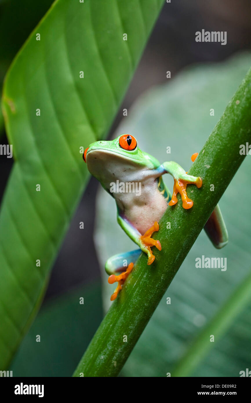Hoja llamativa rana, Redeyed Tree Frog (Agalychnis callidryas), selva tropical, Costa Rica, Centroamérica Foto de stock