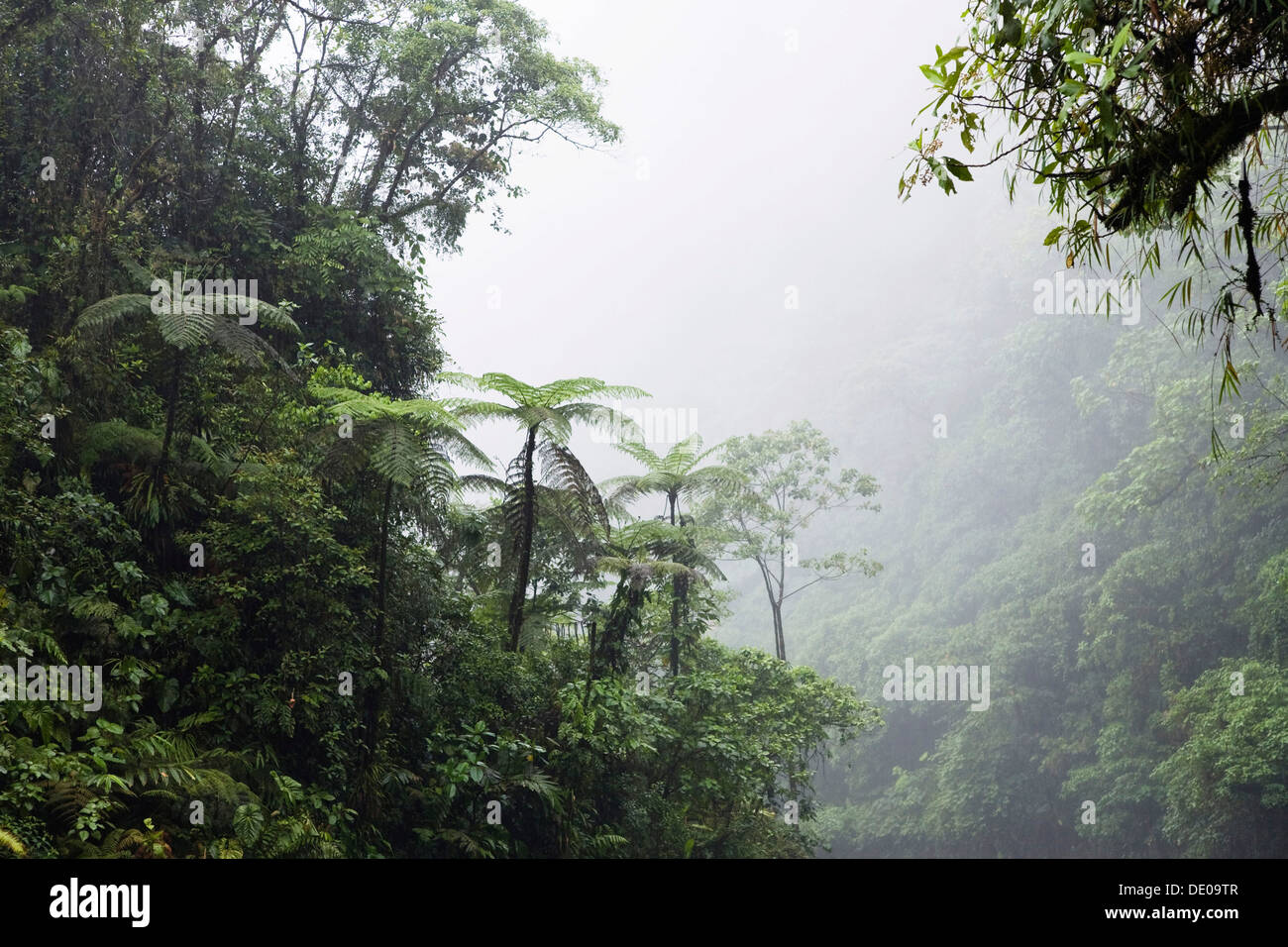 Selva de montaña, el Parque Nacional Braulio Carrillo, Costa Rica, Centroamérica Foto de stock