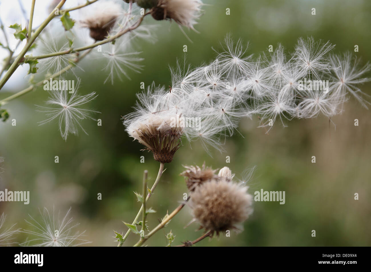 Semillas de flores silvestres soplando en el viento, Escocia, Reino Unido, Europa Foto de stock