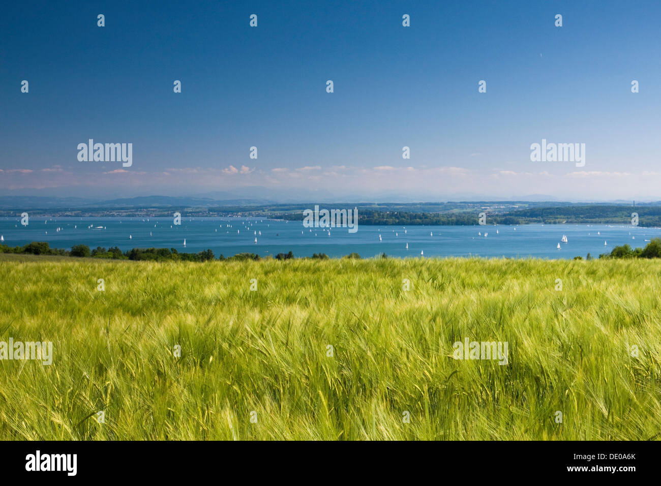 Campo de cebada en el lago de Constanza con un cielo azul claro, Baden-Wuerttemberg Foto de stock