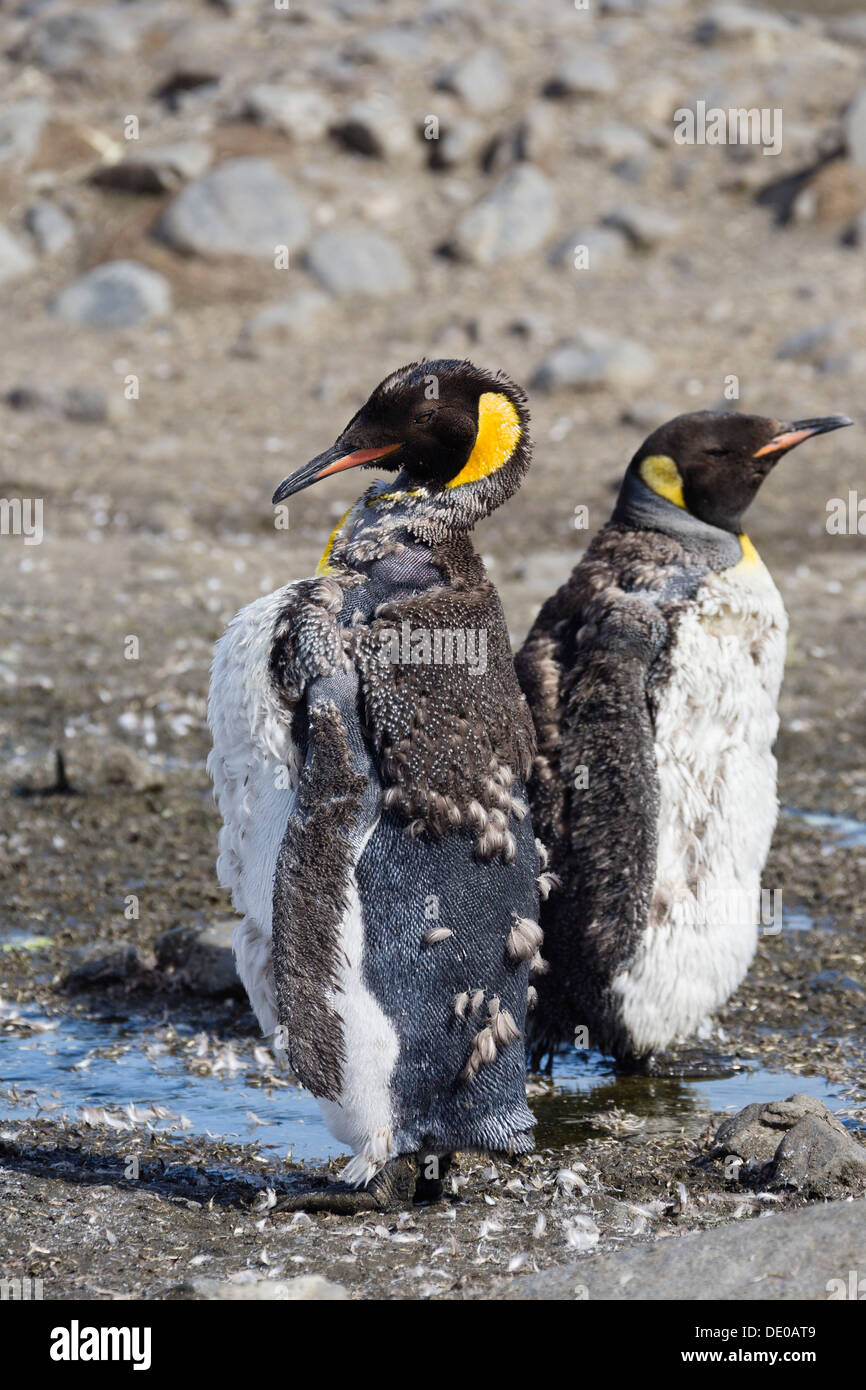 La muda de pingüino rey (Aptenodytes patagonicus), Georgia del Sur, la Antártida Foto de stock