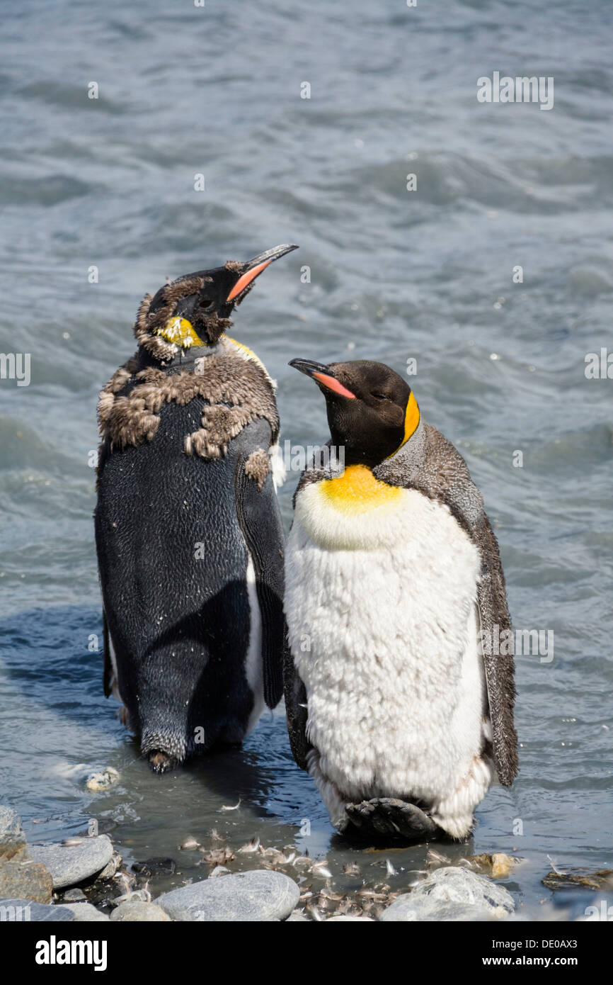 La muda de pingüino rey (Aptenodytes patagonicus), Georgia del Sur, en la Antártida, Subantártico Foto de stock