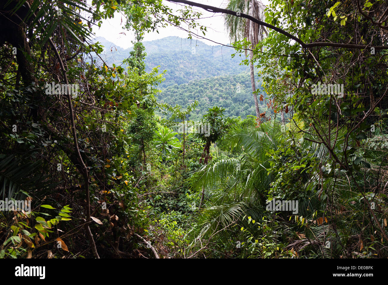 Selva tropical en el Parque Nacional de las Montañas de Mahale Foto de stock