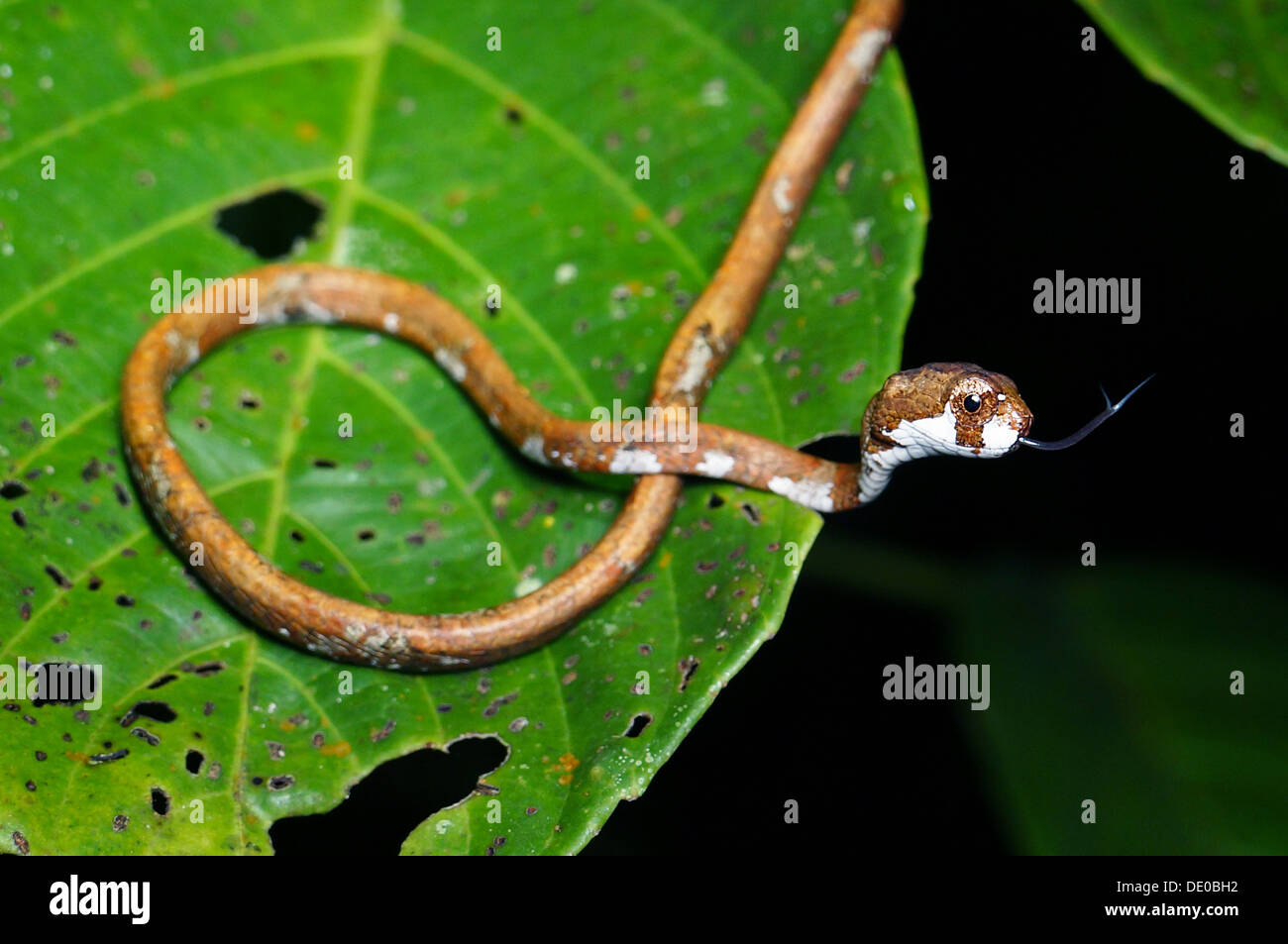 Hocico romo boa Aplopeltura tree snake borneo Foto de stock