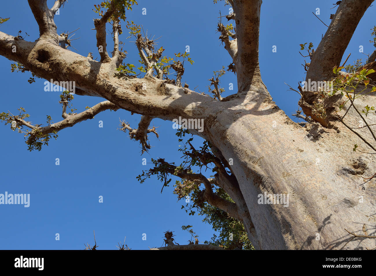 Baobab - Dead-rata árbol - árbol de pan de mono - árbol al revés (Adansonia digitata) cerca de la reserva de Bandia Foto de stock