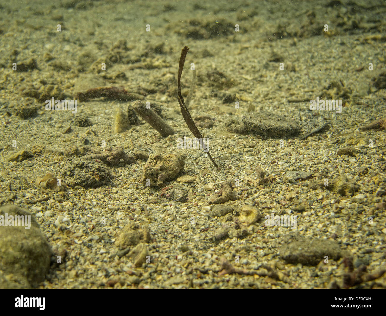 Robusto Ghostpipefish o azul-aletas (agujas de mar Solenostomus cyanopterus fantasma), sobre un lecho de algas, manglares, Bahía, Mar Rojo, Egipto Foto de stock