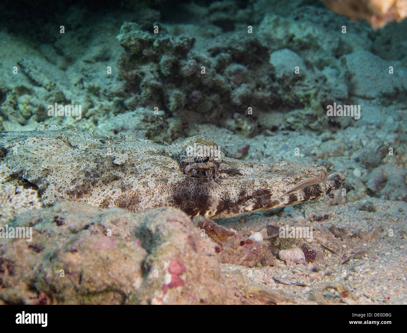 Tentáculos- o Crocodilefish Flathead (Papilloculiceps longiceps), Bahía de manglares, el Mar Rojo, Egipto, África Foto de stock