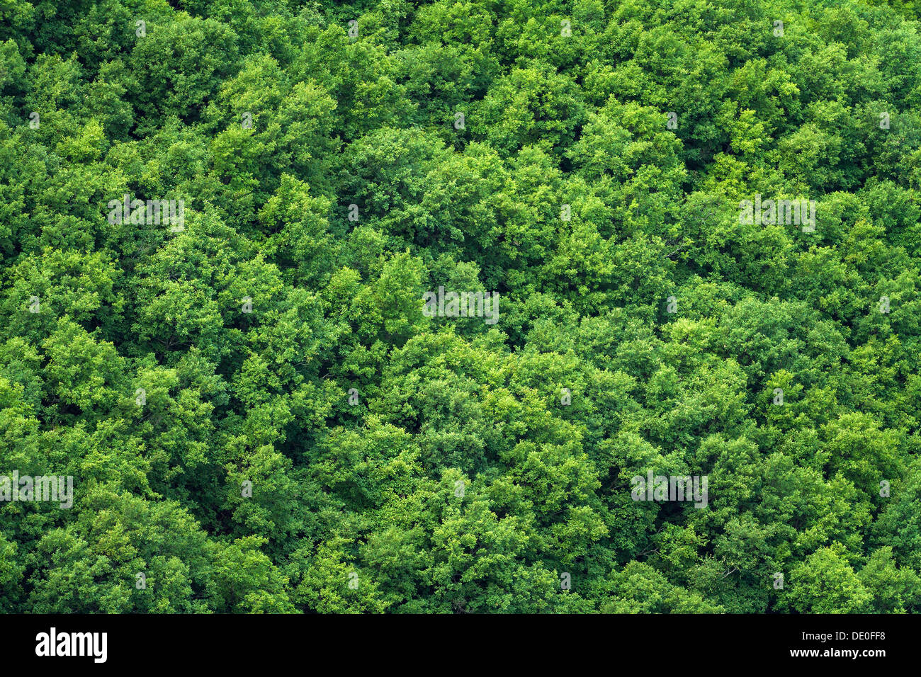 Fondo verde de los árboles Foto de stock