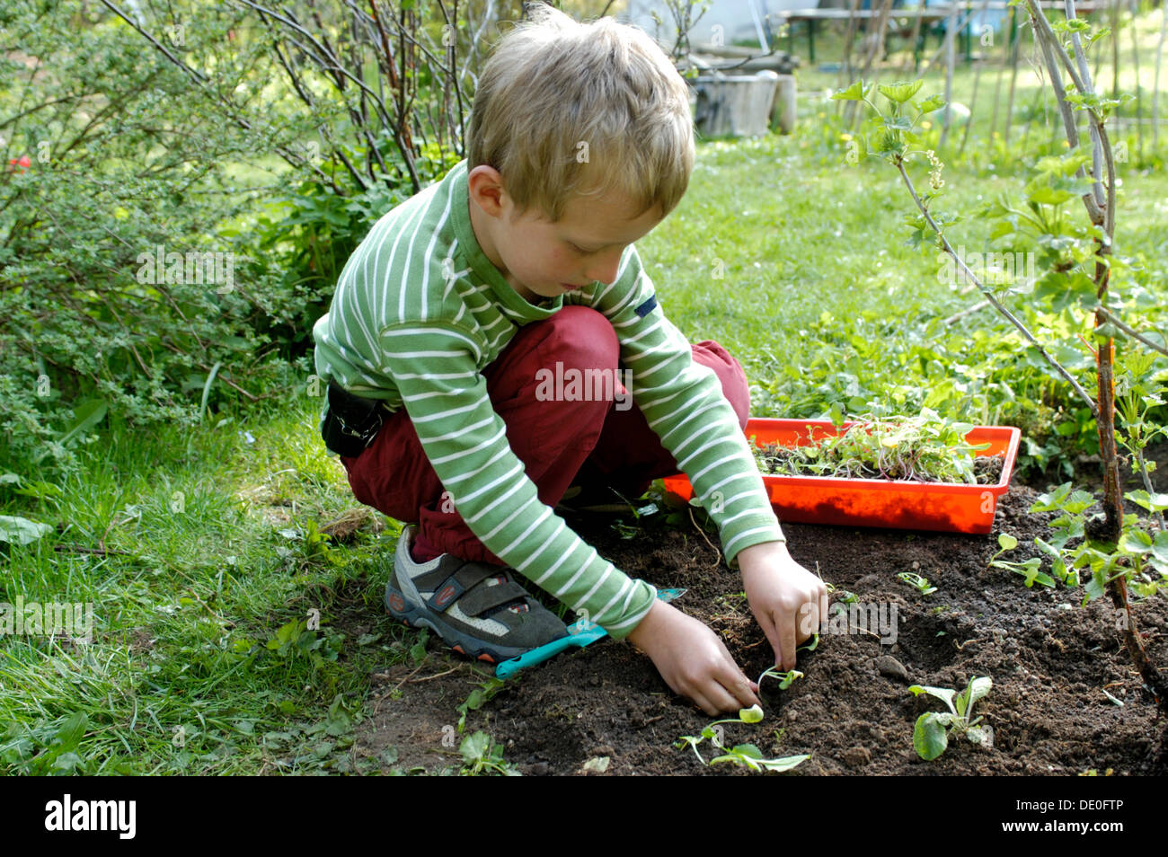 Chico, 7, sembrando diminutas plantas en un lecho de flores en un jardín. Foto de stock