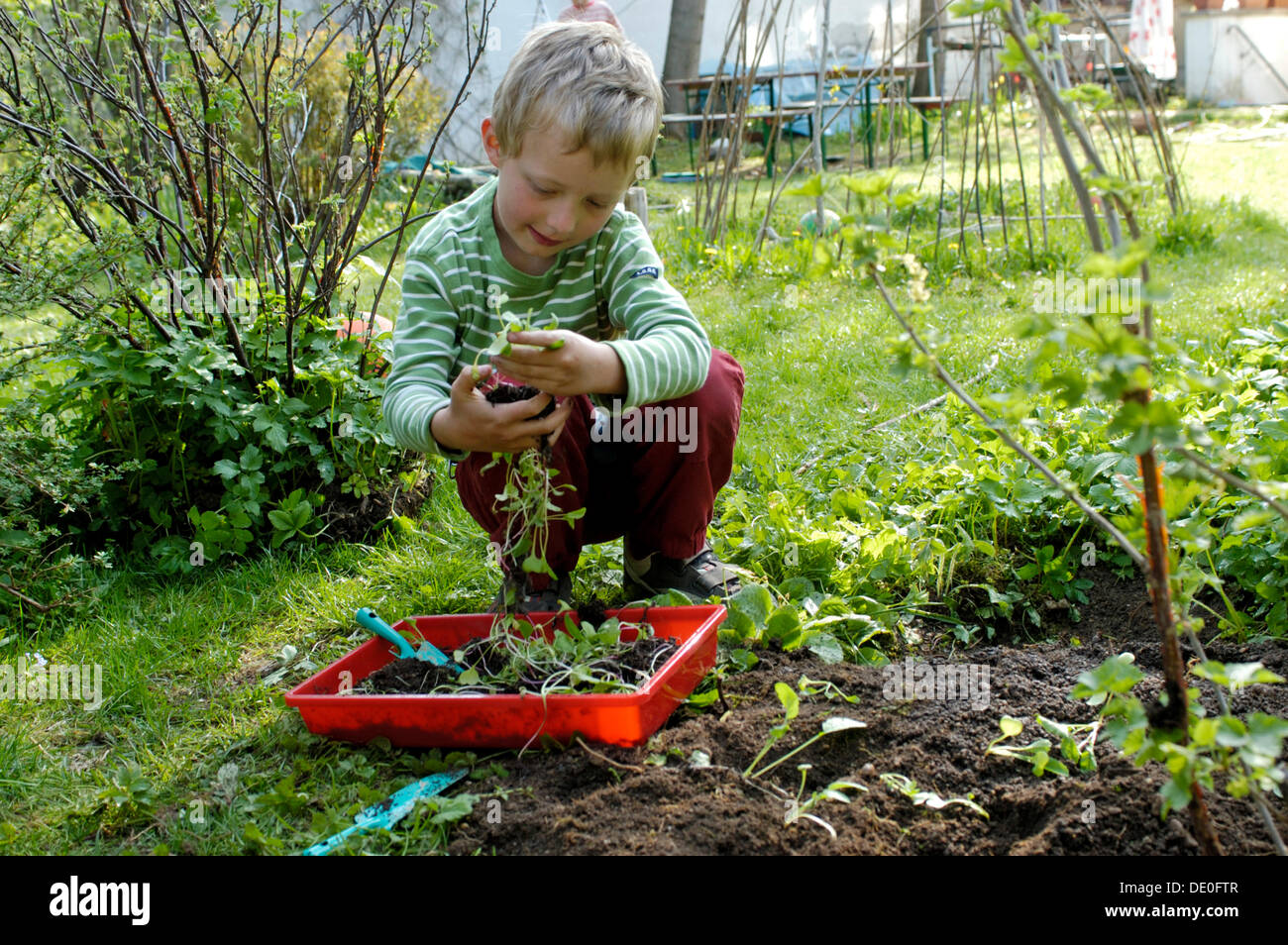 Chico, 7, sembrando diminutas plantas en un lecho de flores en un jardín. Foto de stock