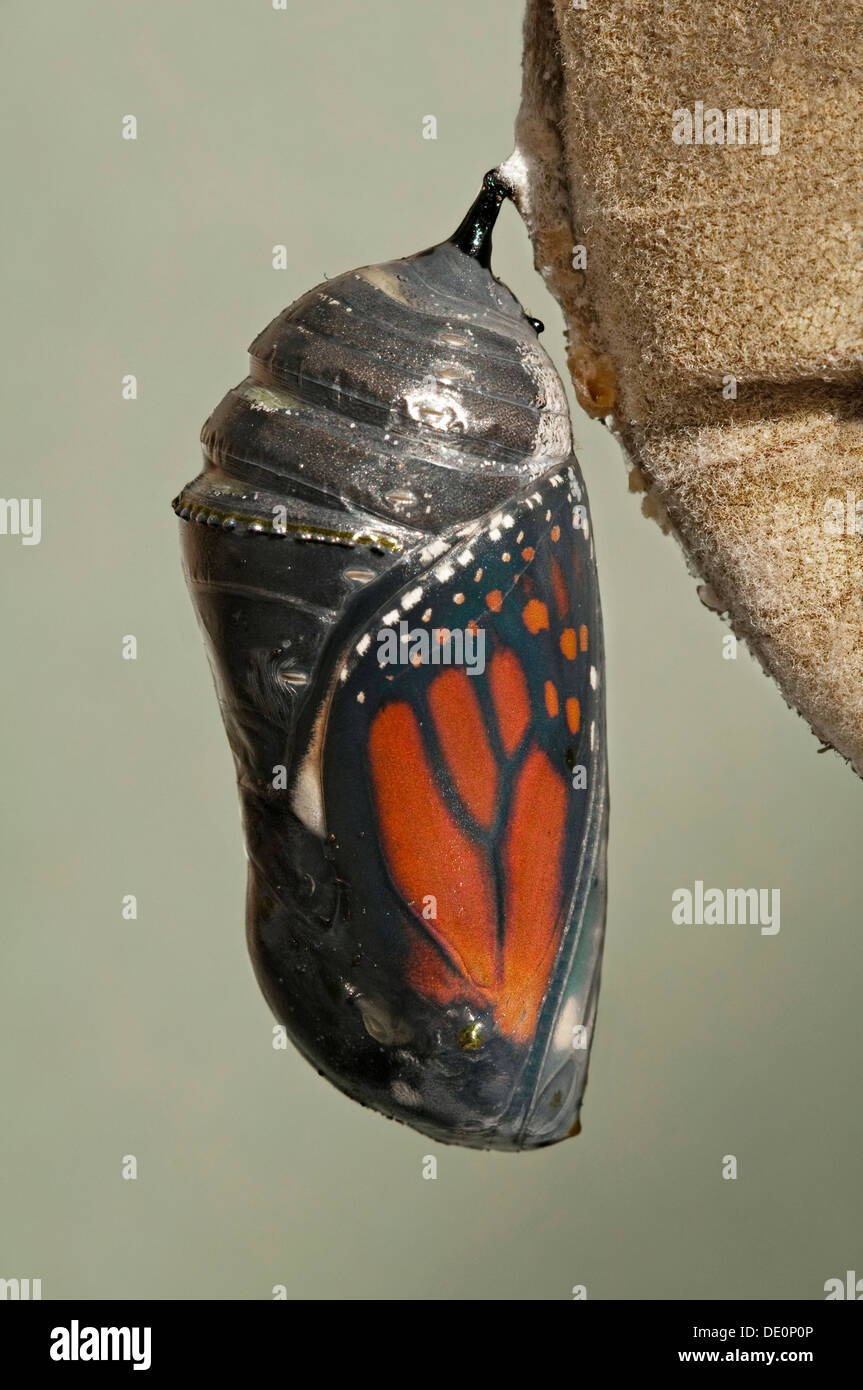 Mariposa monarca Danaus plexippus crisálida a punto de emerger, en la región oriental de Estados Unidos, por omitir Moody/Dembinsky Foto Assoc Foto de stock