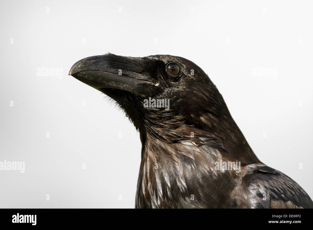 Cerca del poderoso jefe y pico de un cuervo Corvus corax. Las aves cautivas. Foto de stock