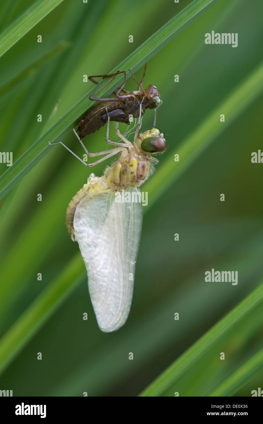 Recién eclosionados Darter Manchado (Sympetrum depressiusculum Exuviae (vacío) con larvas de caso) Foto de stock