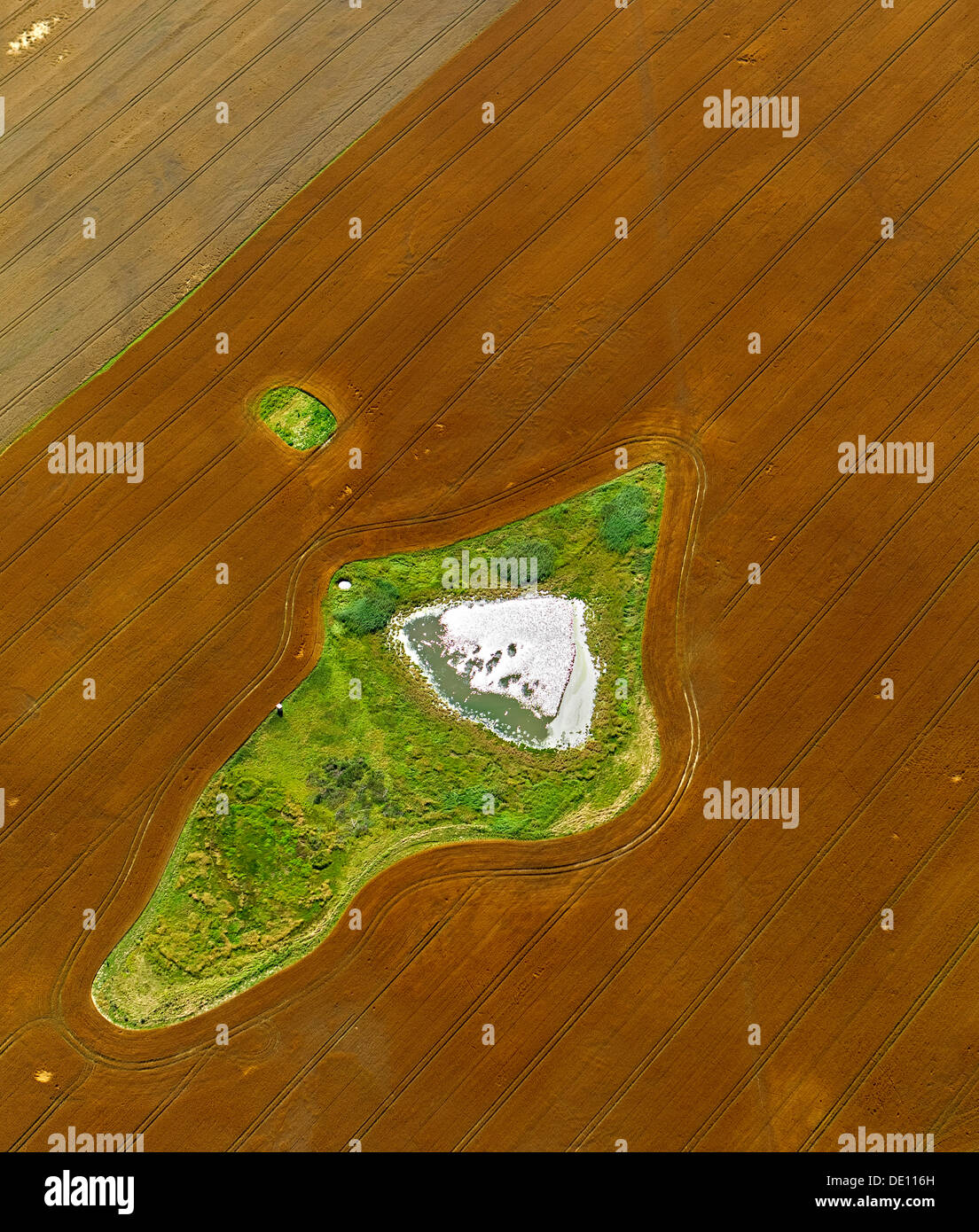 Vista aérea, campo cosechado con un estanque y pradera islas Foto de stock