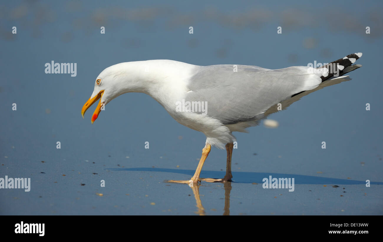Gaviota argéntea (Larus argentatus), llamando, Mar del Norte, Duene, Heligoland, Schleswig-Holstein Foto de stock