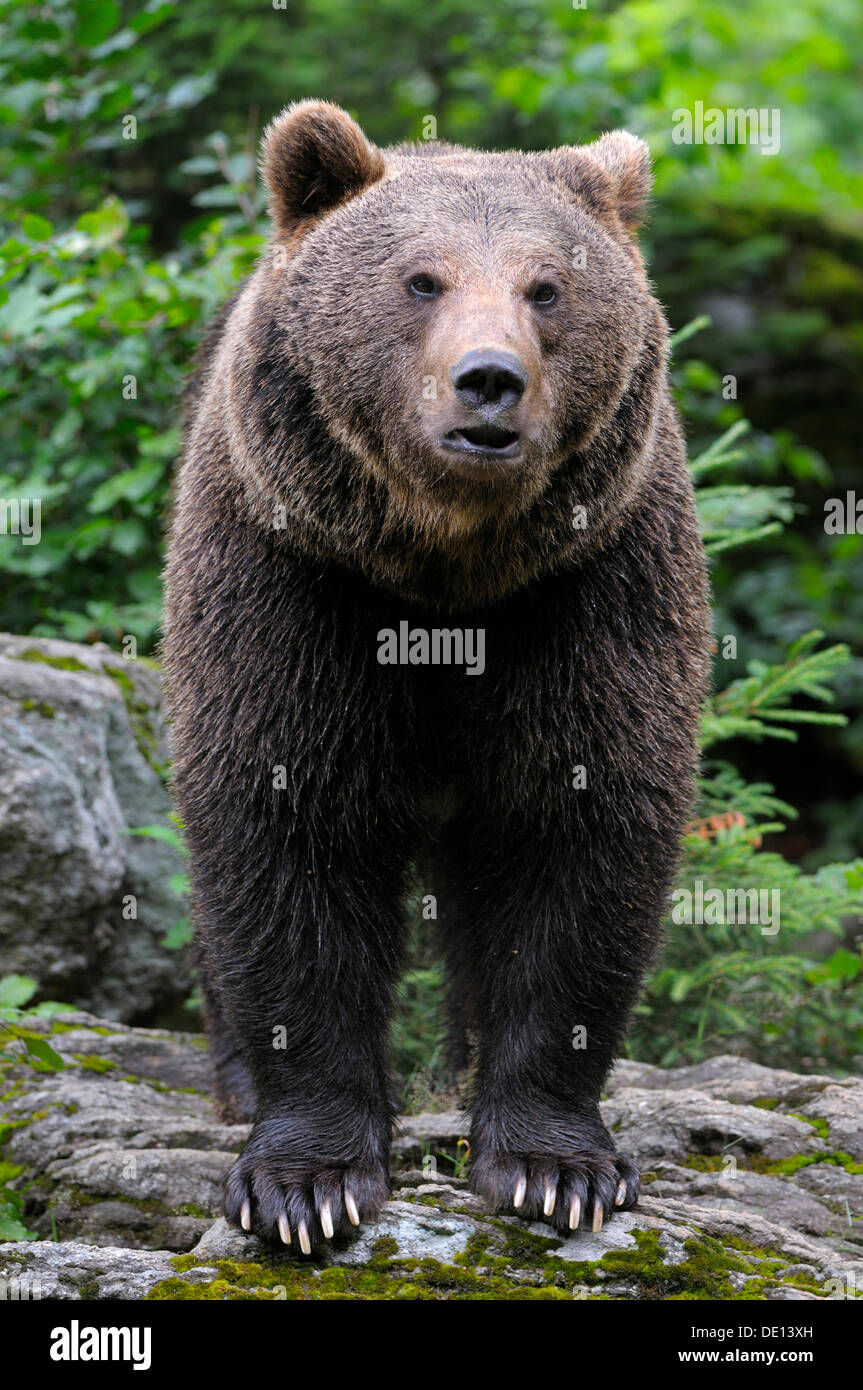 American oso pardo (Ursus arctos), compuesto, el parque nacional del Bosque Bávaro, Baviera Foto de stock