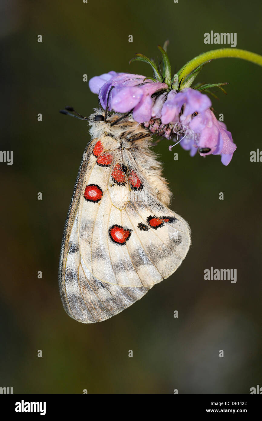 Montaña Mariposa Apolo (Parnassius apollo), descansando sobre una mala hierba (centaurea jacea marrón), Biosphaerengebiet Schwaebische Alb Foto de stock