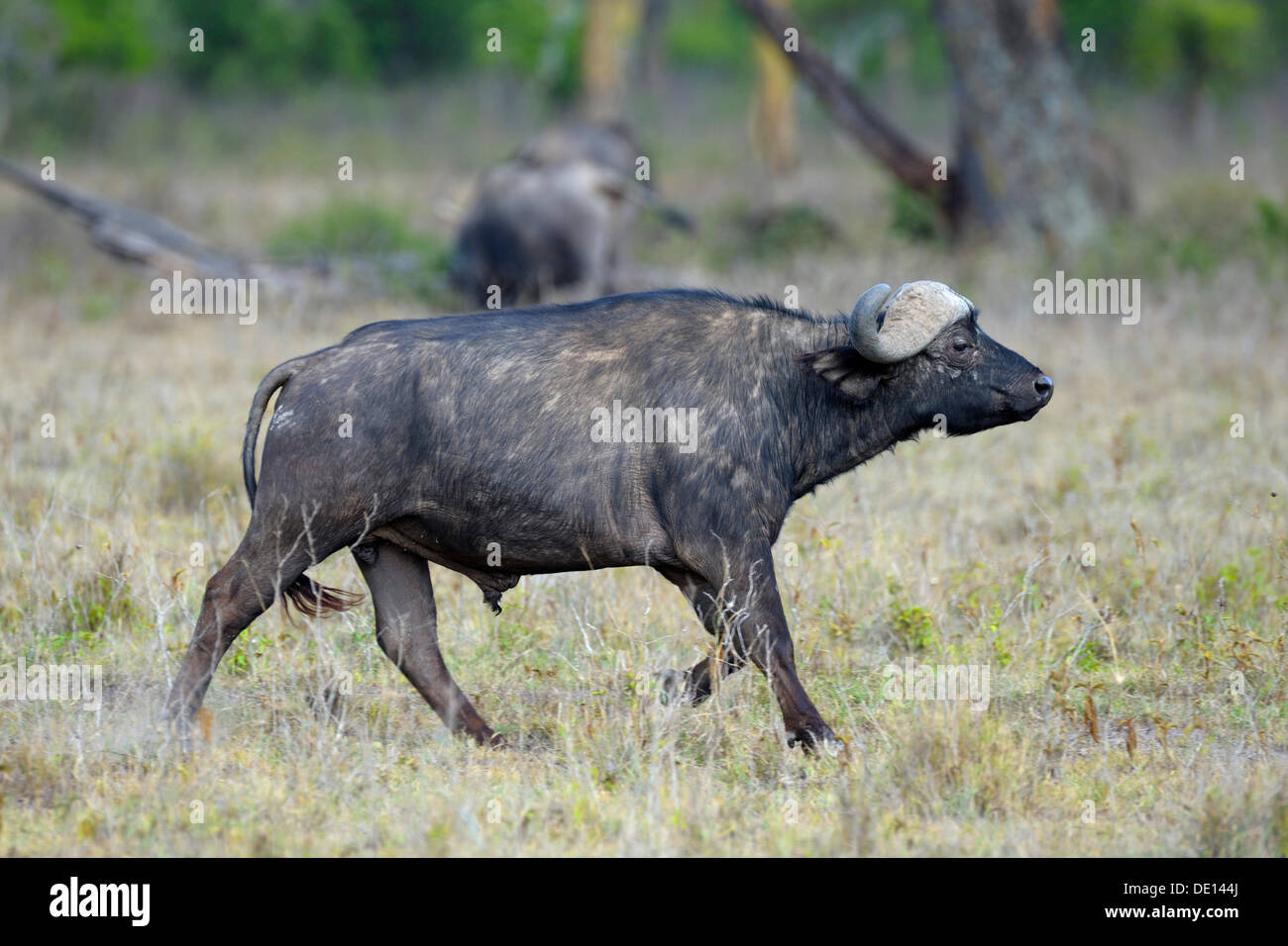 El búfalo africano (Syncerus caffer), corridas de toros, el Parque Nacional lago Nakuru, Kenya, África oriental, África Foto de stock
