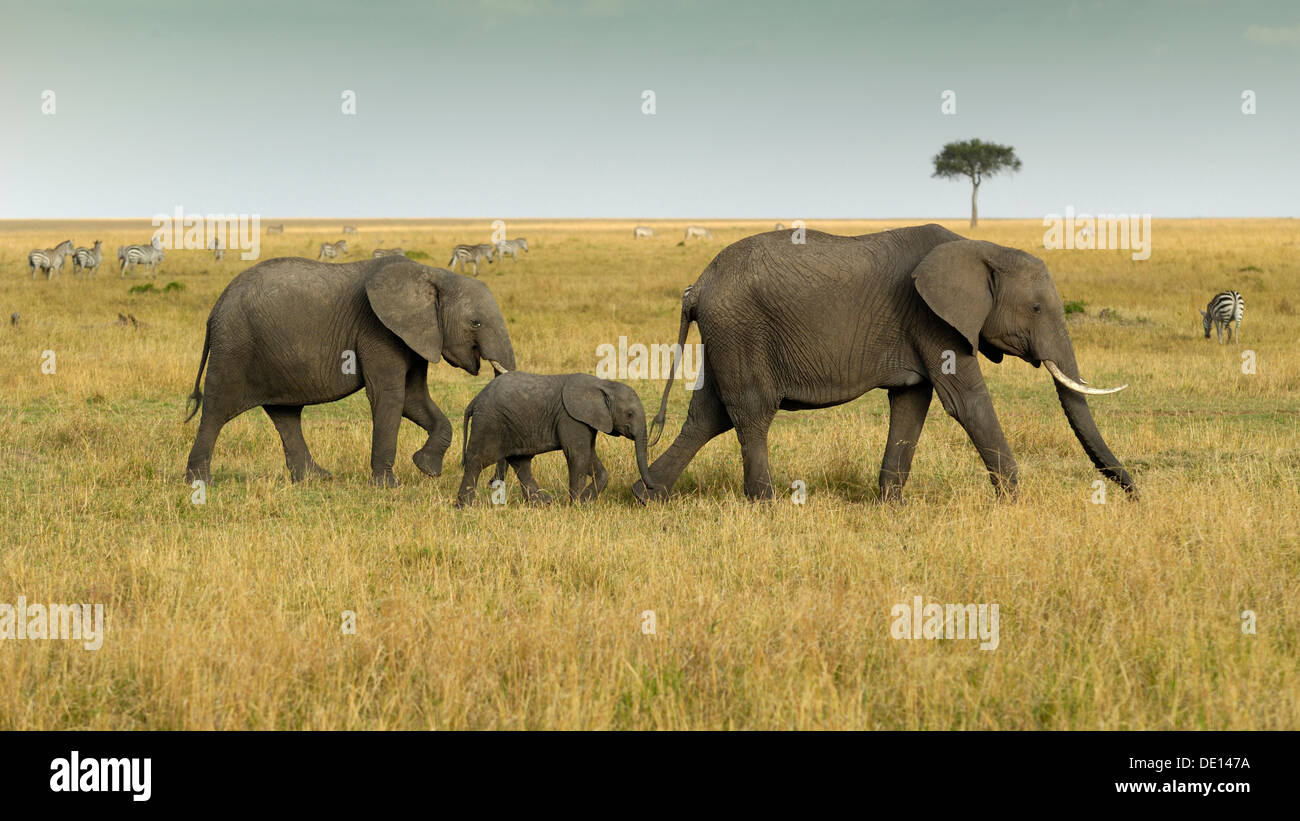 Bush Elefante africano (Loxodonta africana), grupo con el ternero recién nacido vagando paisaje con cielo tormentoso Foto de stock