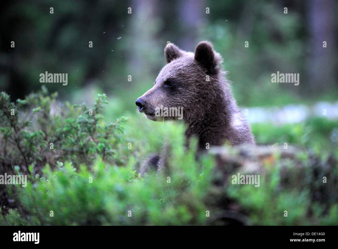 Oso pardo (Ursus arctos) cub, alerta, Karelia, Finlandia oriental, Europa Foto de stock