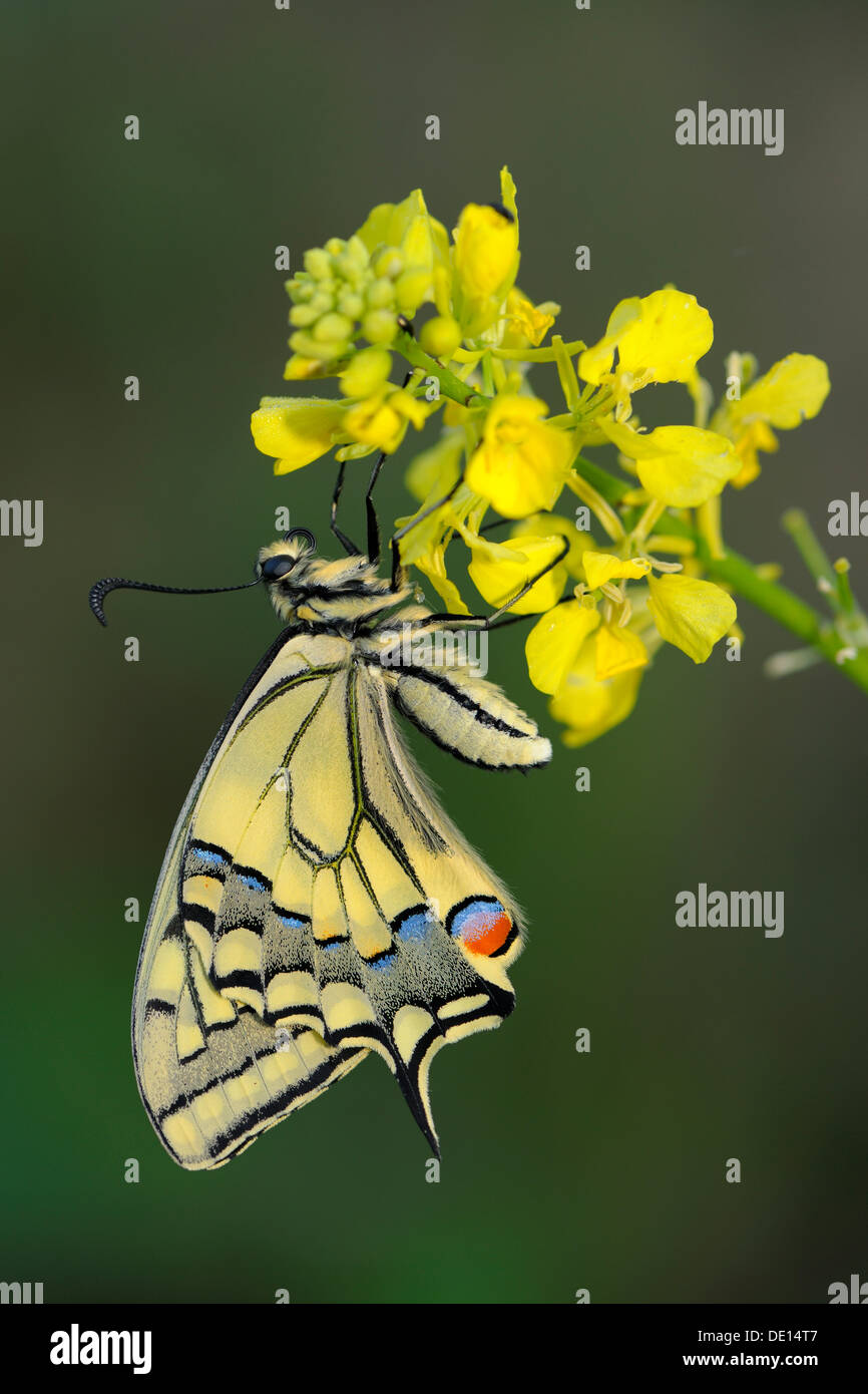 Especie del viejo mundo (Papilio machaon), recién eclosionadas butterfly, reserva de la biosfera, Suabia, Baden-Wuerttemberg Foto de stock