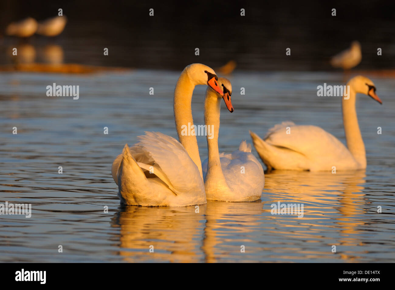 Cisne (Cygnus olor), par durante un ritual de cortejo, en la última luz del día, humedales, Danubio Donauauen, Ulm Foto de stock