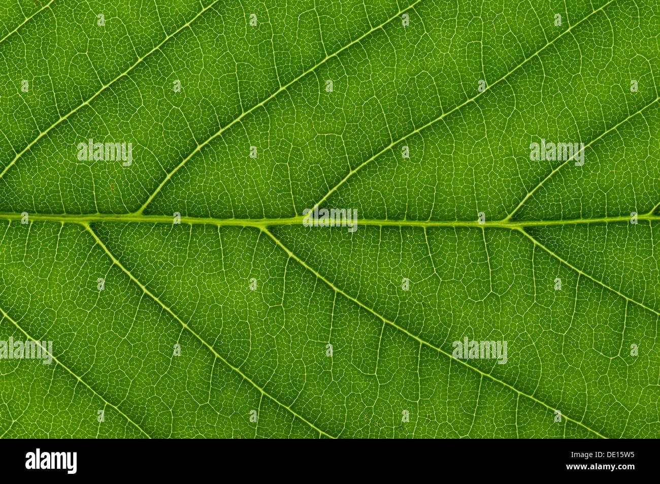 Estructura de hojas de castaño de indias (Aesculus hippocastanum) con luz transmitida, detalle Foto de stock