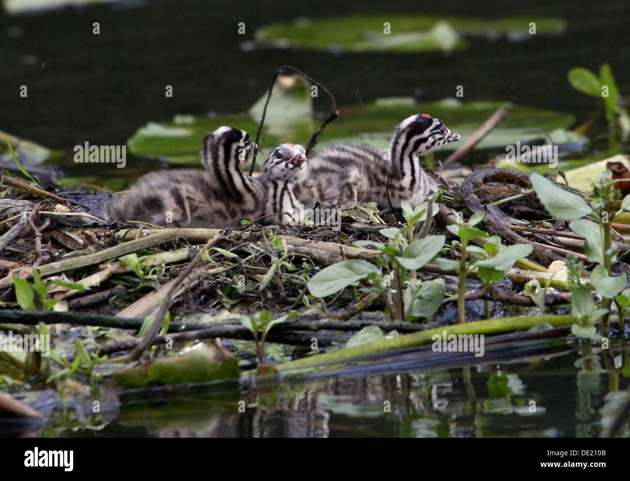 Somormujo Lavanco (Podiceps cristatus) se cernía sobre el nido y jóvenes siendo alimentados por sus padres (más de 30 imágenes en serie) Foto de stock