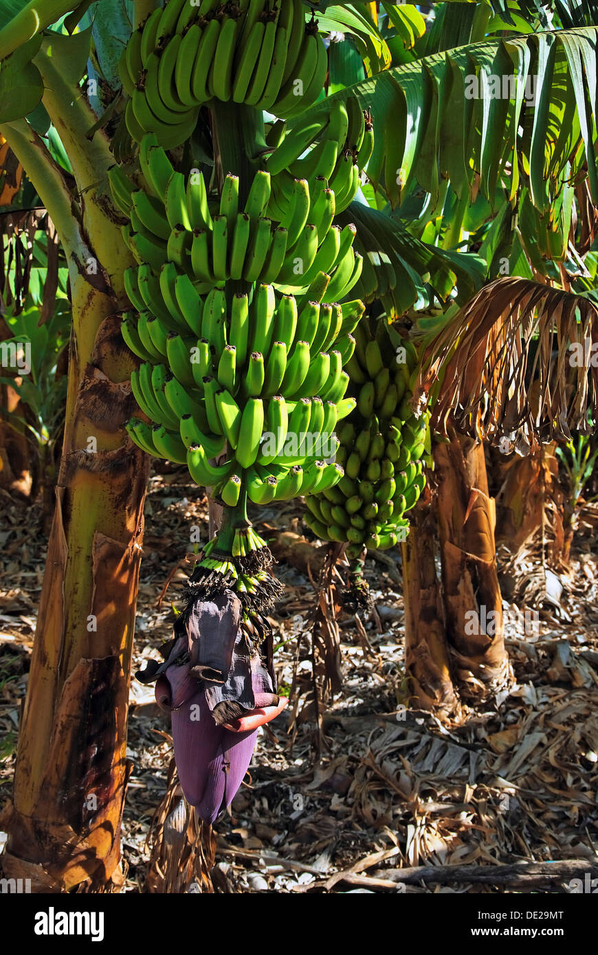 Banano (Musa troglodytarum fei), árbol de plátanos en el valle de Valle Gran Rey, La Gomera, Islas Canarias, España, Europa Foto de stock