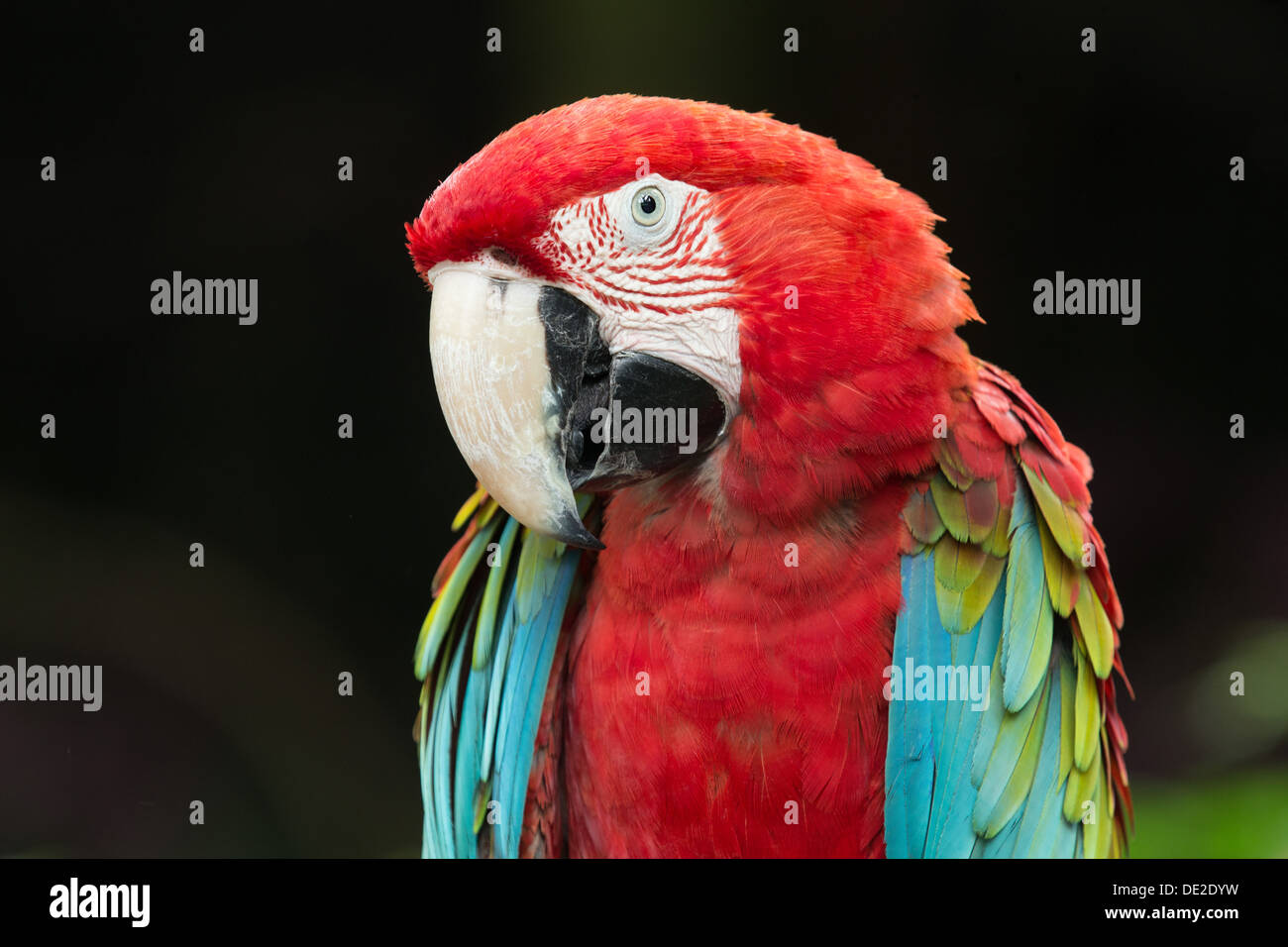 Parrot bird sentado en la perca Foto de stock