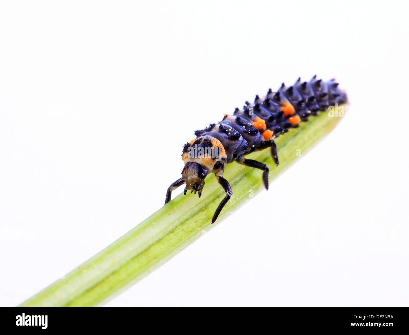 Una larva de Mariquita (Coccinella septempunctata Seven-Spot) Foto de stock