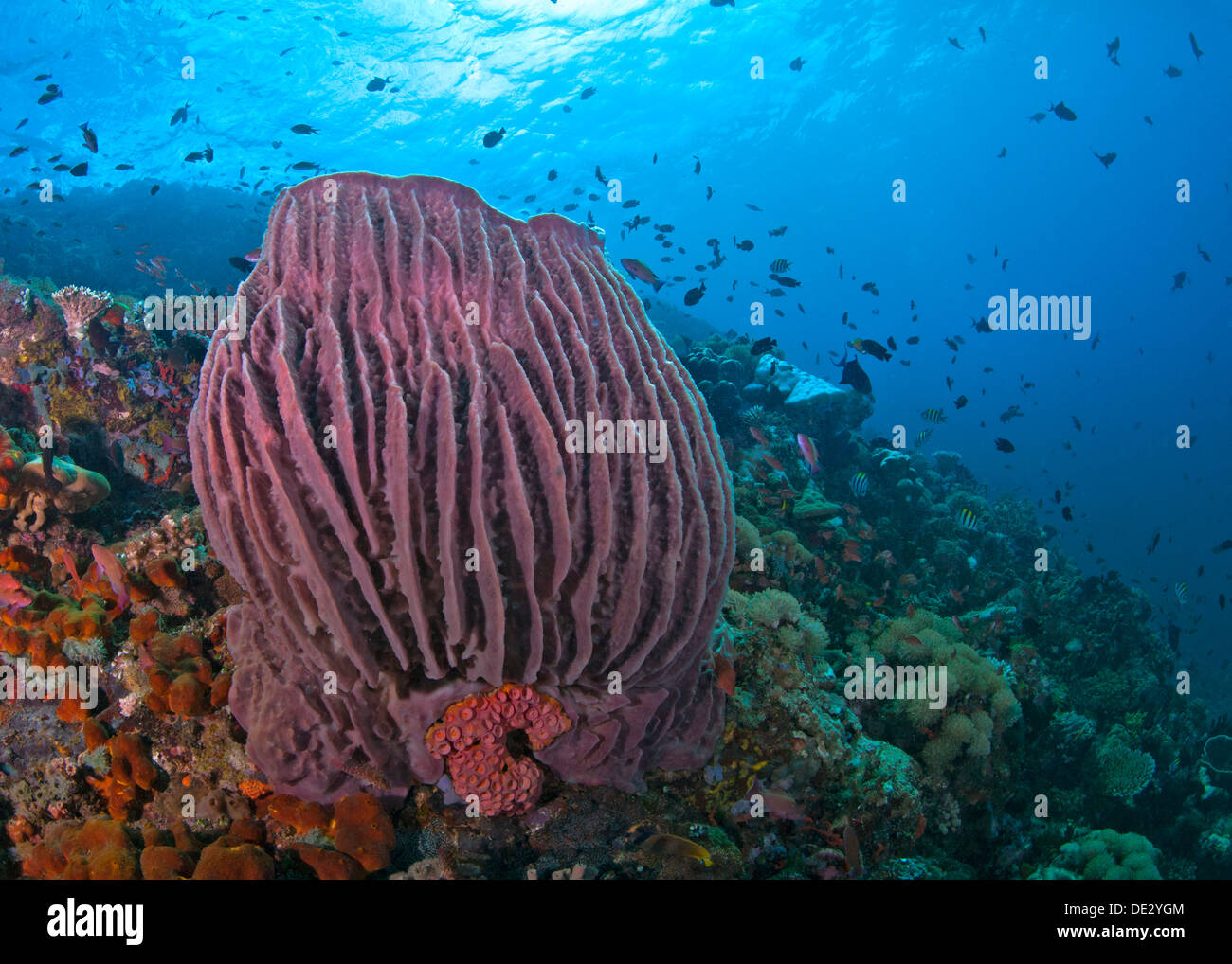 Seascape arrecifes de coral con esponja Barril rojo grande con agua azul de fondo. Isla Verde, Filipinas. Foto de stock