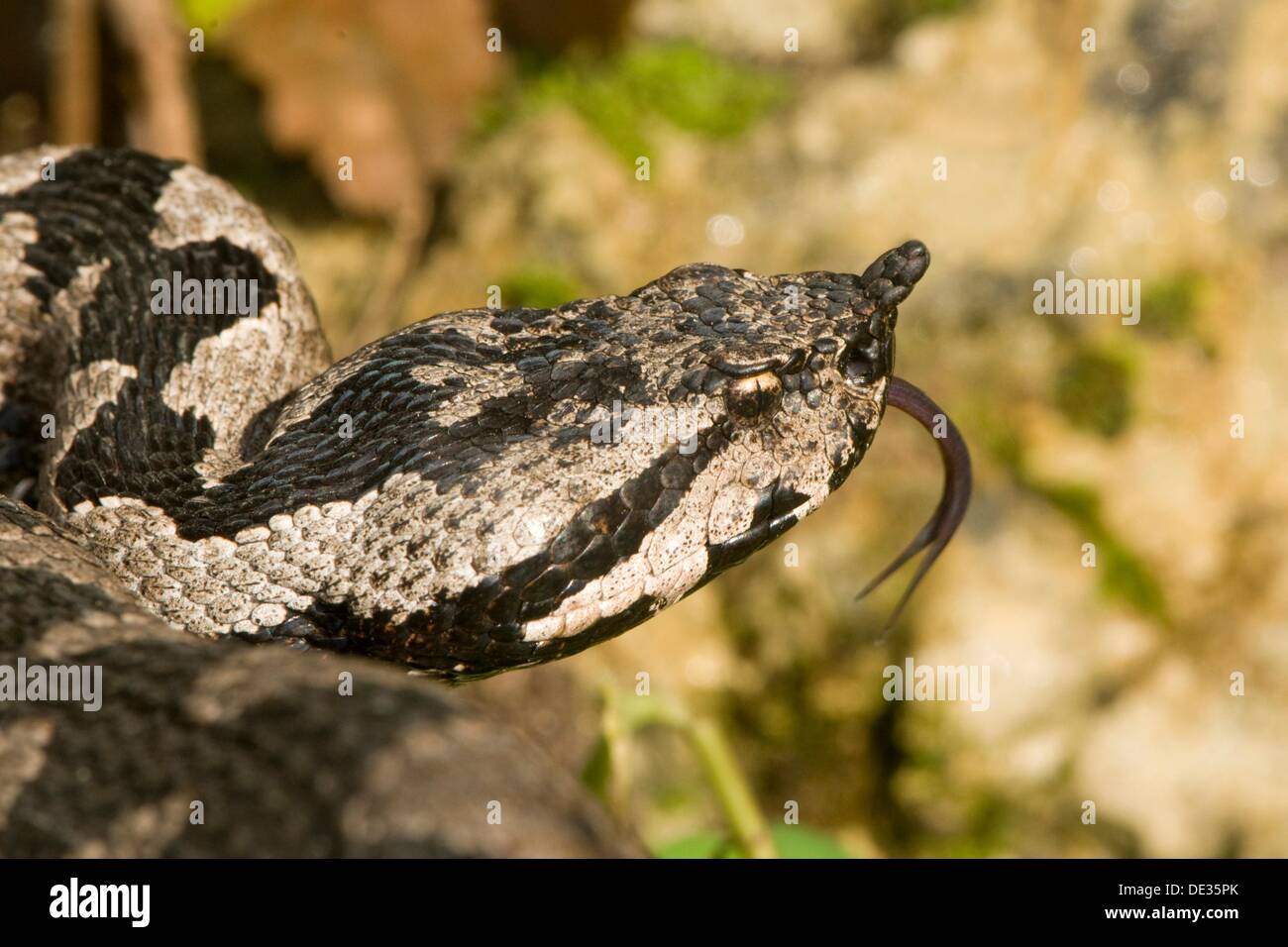 Víbora cornuda (Vipera ammodytes), serpiente venenosa, lanzándose de la lengua dentro y fuera, karst, Croacia Foto de stock