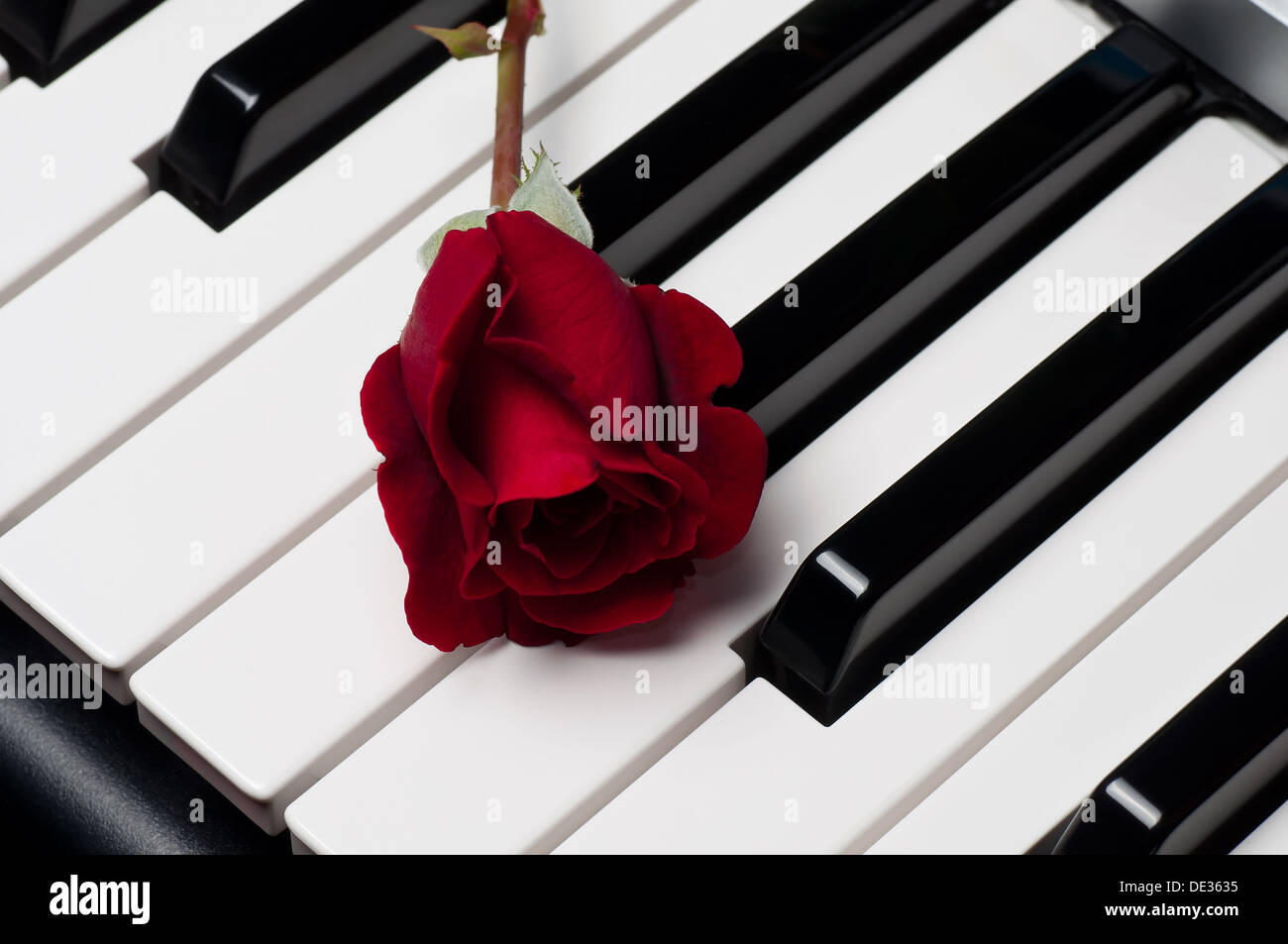 Una bonita rosa roja encima del teclado de un piano Fotografía de stock -  Alamy