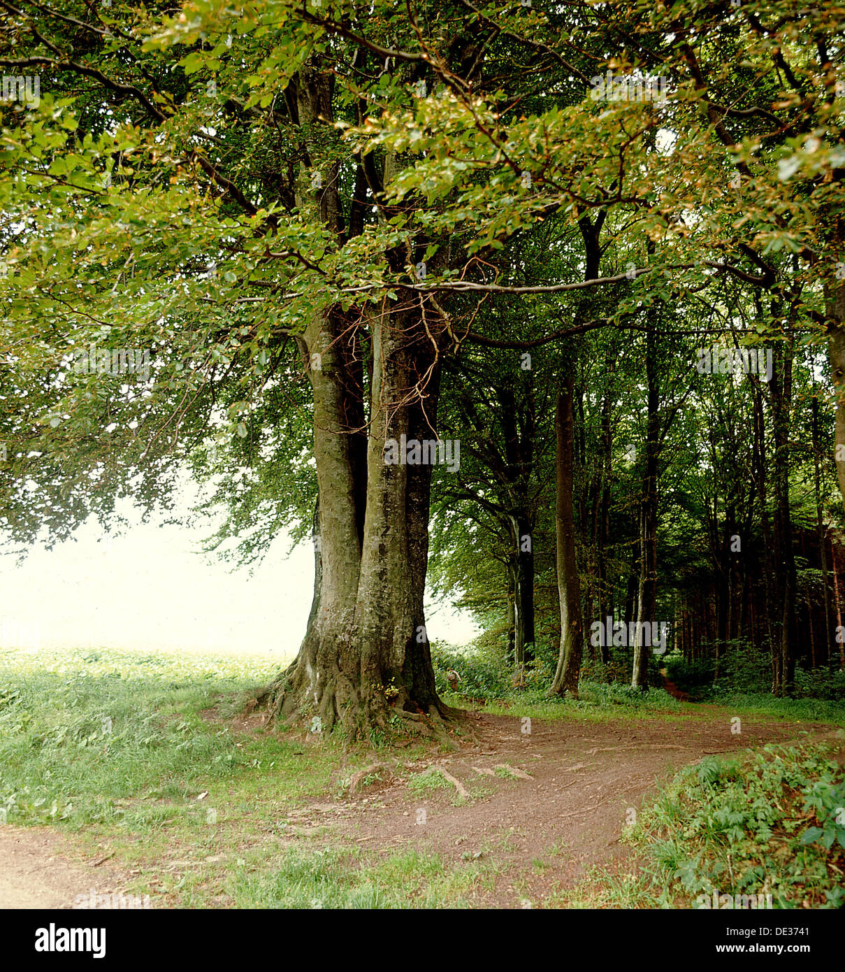 La Arboleda Sagrada En Gamla Uppsala Donde Las Ceremonias Religiosas Y Sacrificios Tuvieron Lugar Desde Los Primeros Tiempos Fotografia De Stock Alamy