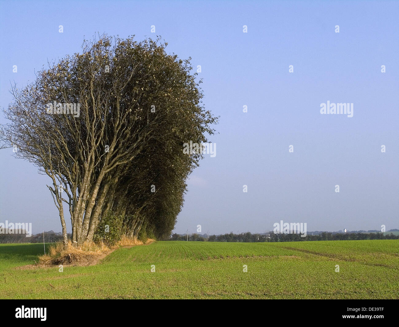 Las líneas largas de árbol es plantado como cercas vivas para romper el  viento y refugio de los campos. De Jutlandia, Dinamarca Fotografía de stock  - Alamy
